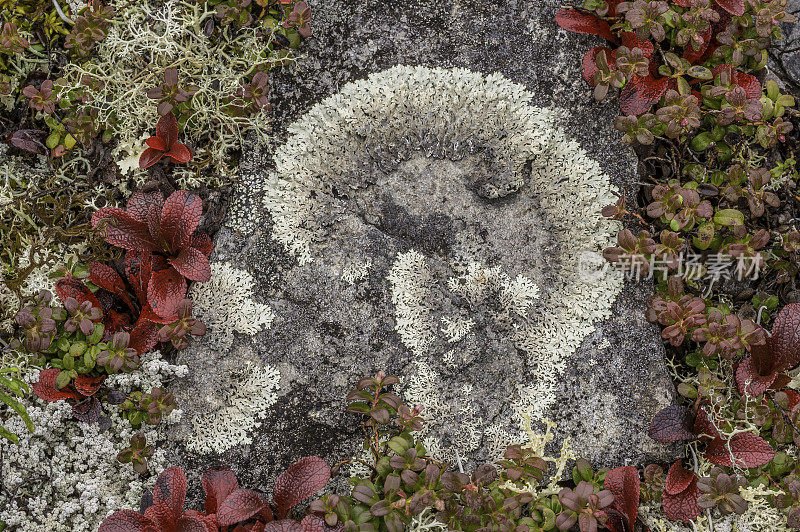 Parmelia omphalodes是一种地衣，发现在岩石上的德纳里国家公园，德纳里国家公园和保护区，阿拉斯加